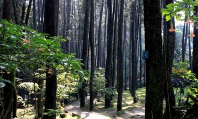 UMR Dan UMK Kota Depok Terbaru - Cagar Alam Kota Depok atau dikenal juga dengan nama Taman Hutan Raya